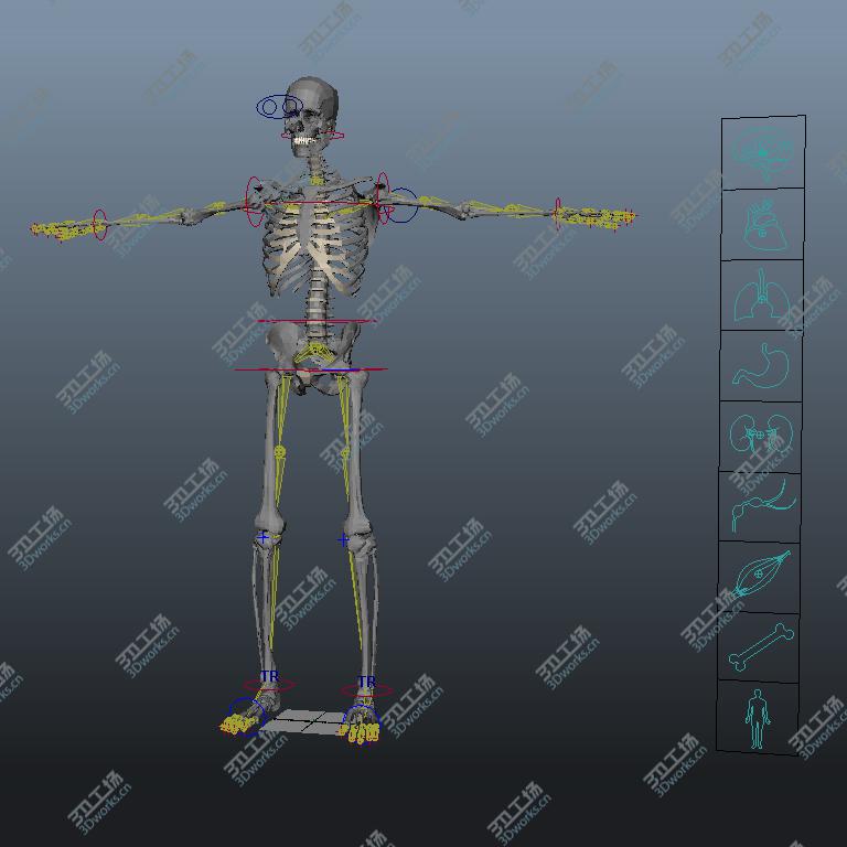 images/goods_img/20210113/MAYA RIGGED Male and Female Anatomy Complete Pack (Textured)/4.jpg